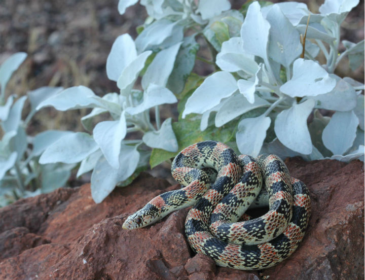 Long-nosed Snake